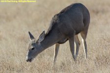 mule deer